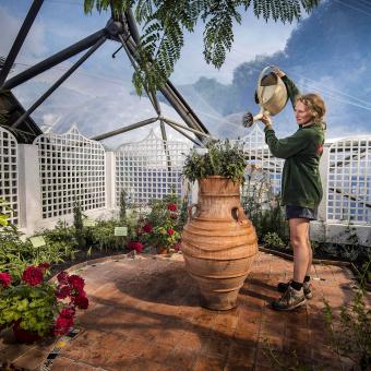 Gardener watering Perfume Garden in Mediterranean Biome at Eden Project